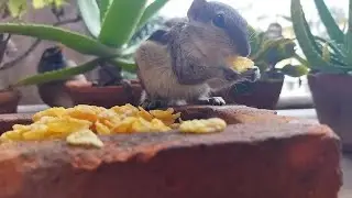 Rainy day snacking #asmr