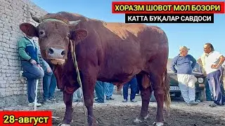 ХОРАЗМ ШОВОТ МОЛ БОЗОРИ КАТТА БУҚАЛАР САВДОЛАРИ 28-августа 2024 г.