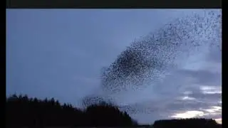 The Cloud-starlings phenomenon