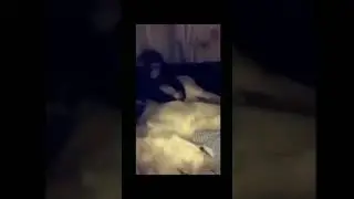 ANGRY MONKEY | VINE 137 | 