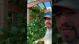 Harvesting Rattlesnake Beans