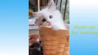 Cute Pets And Funny Animals Compilation #3   Pets Garden