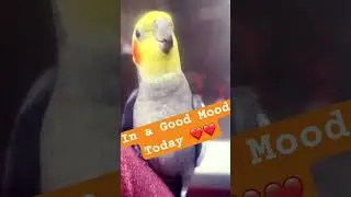 Pepper in good mood. Do you agree? #petbirds #tamed #parrot #singing #chirpychatter