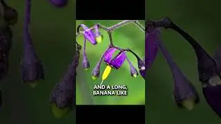 Avoid this Poison Berry while Camping! Bittersweet Nightshade #survival #camping #bushcraft #shorts