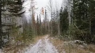 Лес тайга утро. Прогулка до места гибели моих друзей (охотники промысловики)