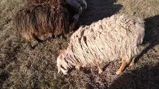 Овцы на пастбище. Весна.