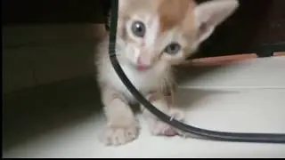 Funny CATS VIDEOS  HOLD YOUR LAUGH IF YOU CAN
