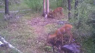 Два самца косули на соли, видео с фотоловушки