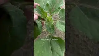Фаза одна — развитие разное #сельскоехозяйство #урожайность #подсолнечник #земледелие #farmer