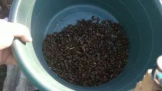 25 03 2022 чищу донья от подмора