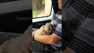 Приют Ушастая няня
