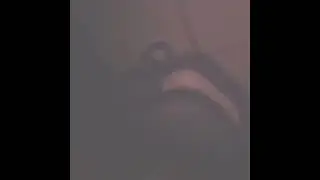 федер