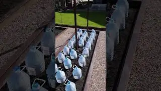 I want to set a new record, 700 kg of cucumbers per 7 m²