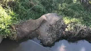 Whale 🐳 rock