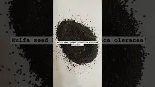 Kulfa seed kulpha portulaca oleracea Nutrixia.in