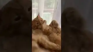 My cat hates how he tastes #catsbeingcats #cats #kittens #funnycats