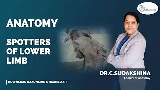 Spotters of Lower Limb