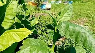 The weather is perfect for drying tobacco and my hands are itching to break it off.
