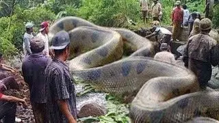 QUESTO SERPENTE PUÒ INGOIARE UNA MUCCA INTERA