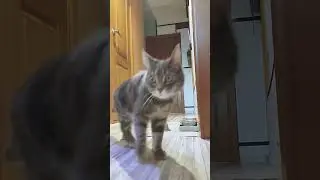Тип Топ.