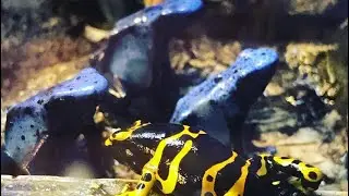 Готовим еду для цветных лягушек!!! А точнее то на чем выводим еду-кашу для мухи!