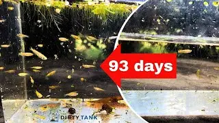 I started with 10 rice fish in a tub outside