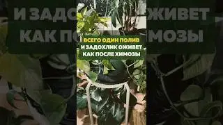 Всего один полив и задохлик оживает ,как после химозы 