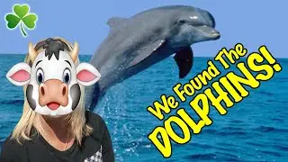 Why Is Mazzy Such A Cow With The Dingle Dolphins