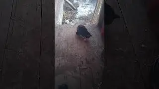 Кошка и вареное яйцо.