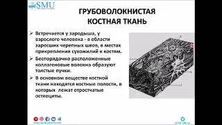Лекция Скелетные ткани