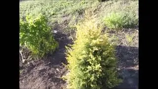 Ялівець звичайний Голд Кон. 2021рік. Травень.
