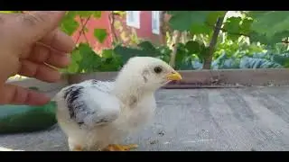 Yeni gün