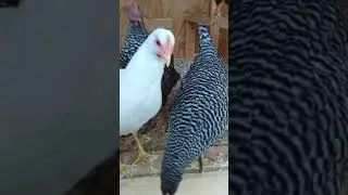 visiting the homies every day | waking up with chickens