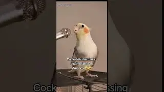Cockatiel Discussion on death of birds in America 🤣❤️ #shorts #lmfao #cockatiels #rickygervais