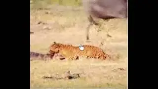 Who is stronger tiger or buffalo?