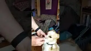 Sausage nose balance slow-mo