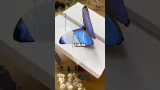 ¿Cómo conservan una mariposa con las alas abiertas?