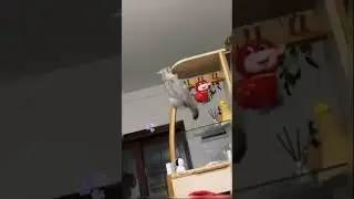 шерстеной пиздюк #shorts