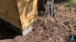 A cloud of bees at my hive entrance.  What are they doing?