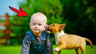 The child was paralyzed, look what the dog did! THIS IS A MIRACLE!