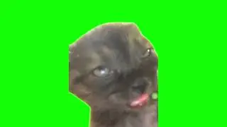 Green Screen Sleepy Cat Meme