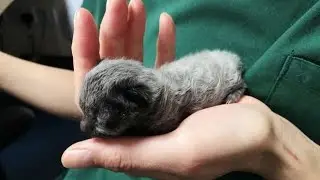The guy found it in a shoe box and brought it home...