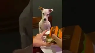Когда тебя обделили едой😬 #shorts #собака #приколы