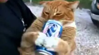 Котэ и допинг