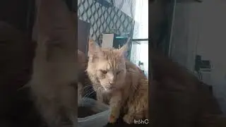Степаныч