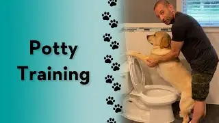 How do you potty train your dog? 