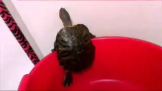 Черепаха танцует лизгинку!!!