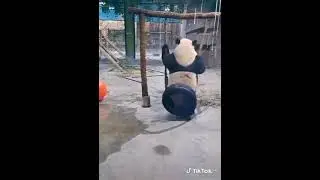 очень смешная и милая панда 