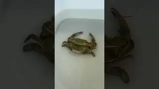 How are Soft Shell Crabs Made?