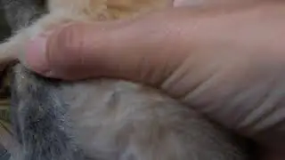 Как определить пол новорожденного котёнка